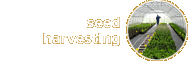 seed harvesting