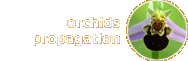 orchids propagation