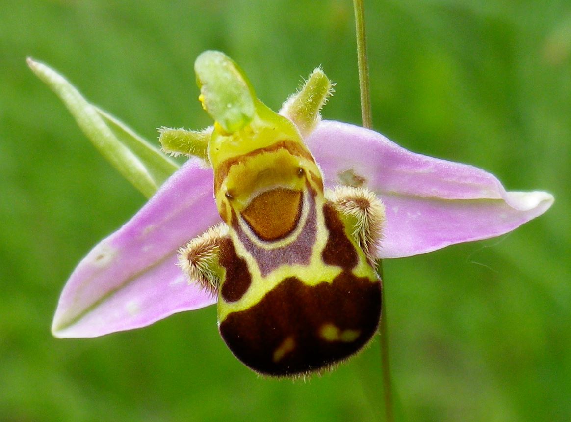 Ophrys apifera, una delle orchidee selvatiche moltiplicate in vitro e trapiantate nella aree ripristinate nell'ambito del Progetto Life Magredi Grasslands