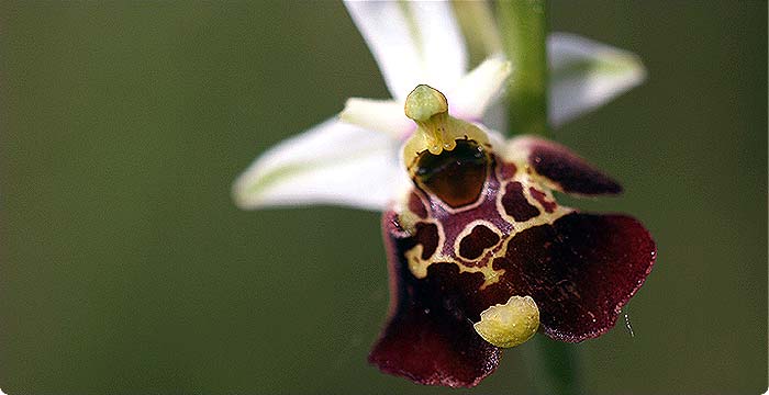 (1) Ophrys holoserica - S.Vaccher 