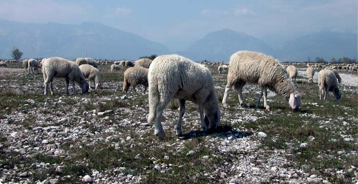 Pecore al pascolo sui magredi - S.Fabian 