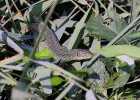 (15) Lacerta viridis - S.Vaccher 