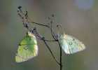 (1) Farfalle - S.Vaccher 